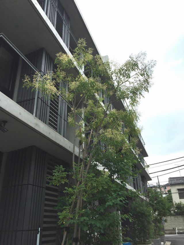 シマトネリコの花