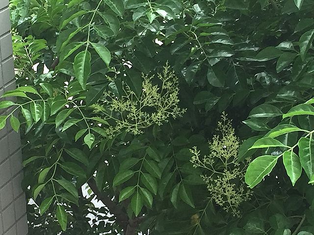 シマトネリコの花