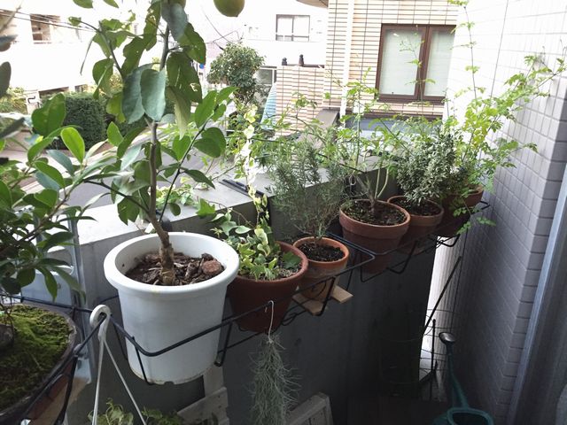 シェードガーデン