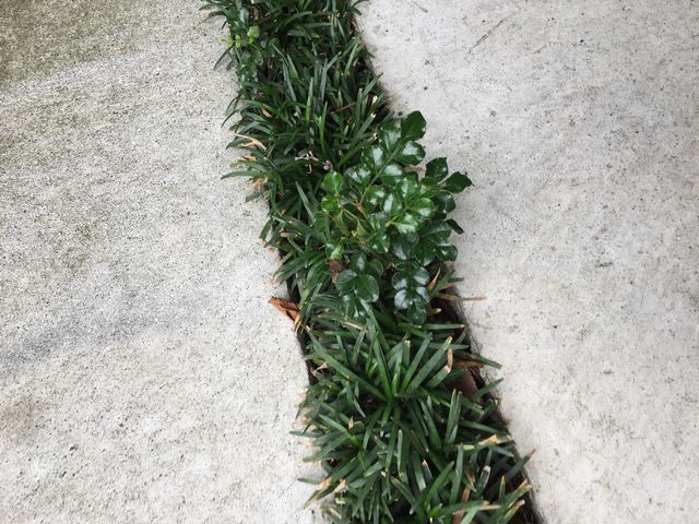 シマトネリコの若木