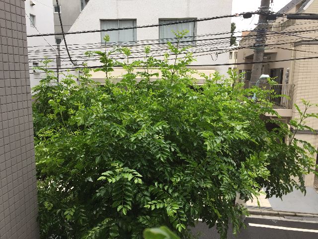 シンボルツリーのシマトネリコ