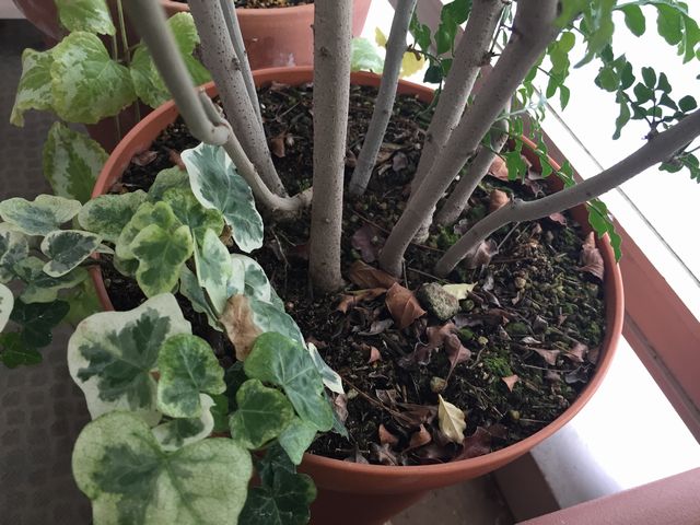 シマトネリコの表土