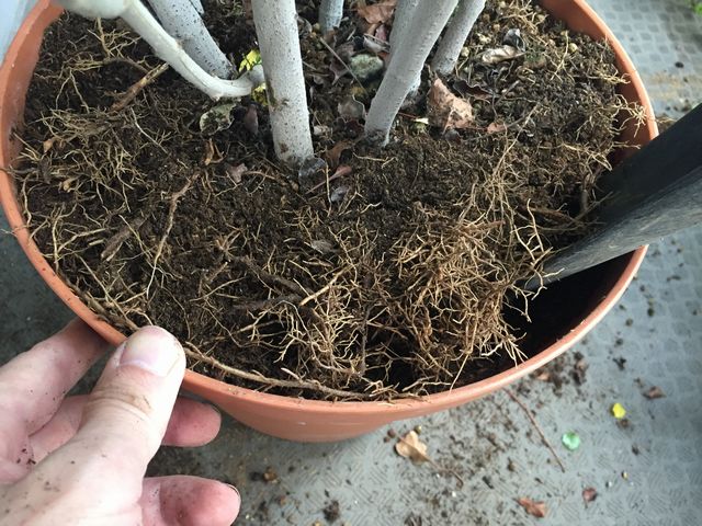 シマトネリコの植え替え