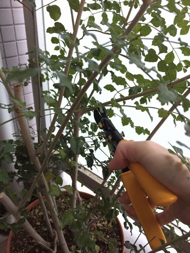 シマトネリコの剪定