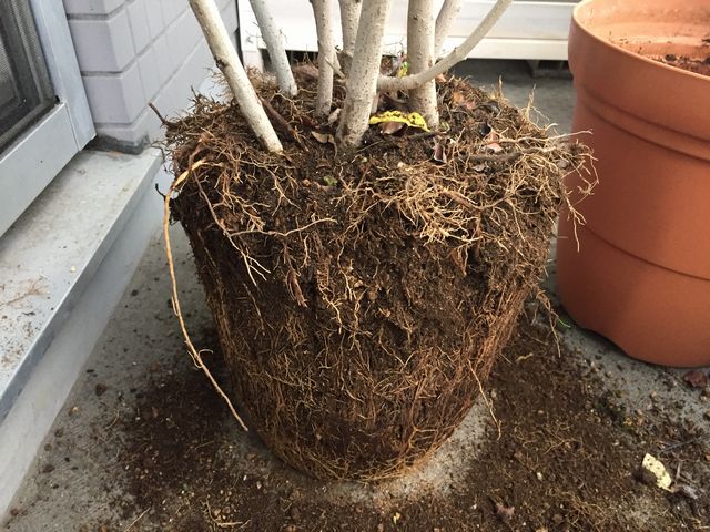 シマトネリコの植え替え