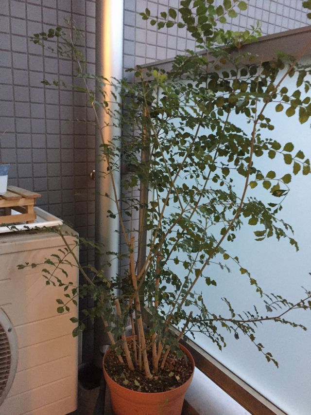 シマトネリコの剪定