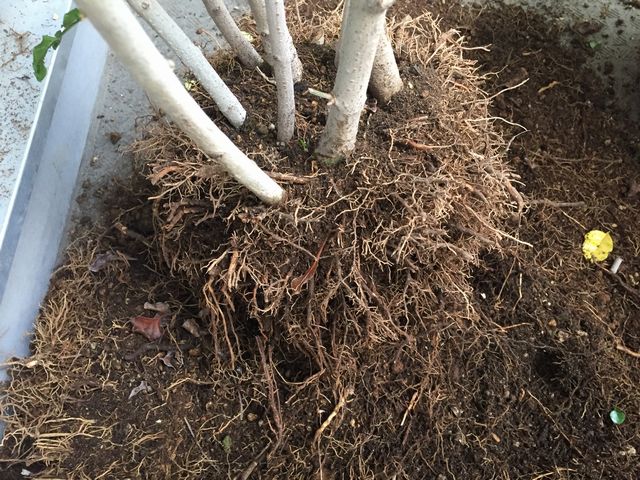 シマトネリコの植え替え