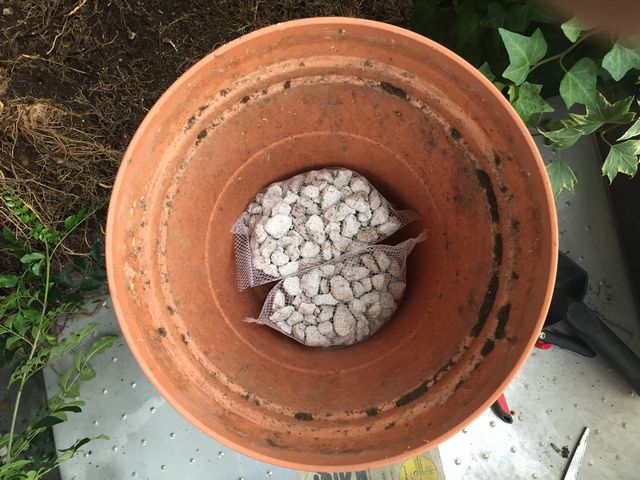 シマトネリコの植え替え