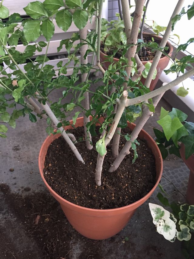 シマトネリコの植え替え