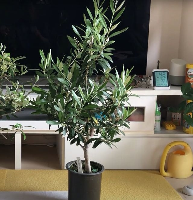 シプレッチーノ