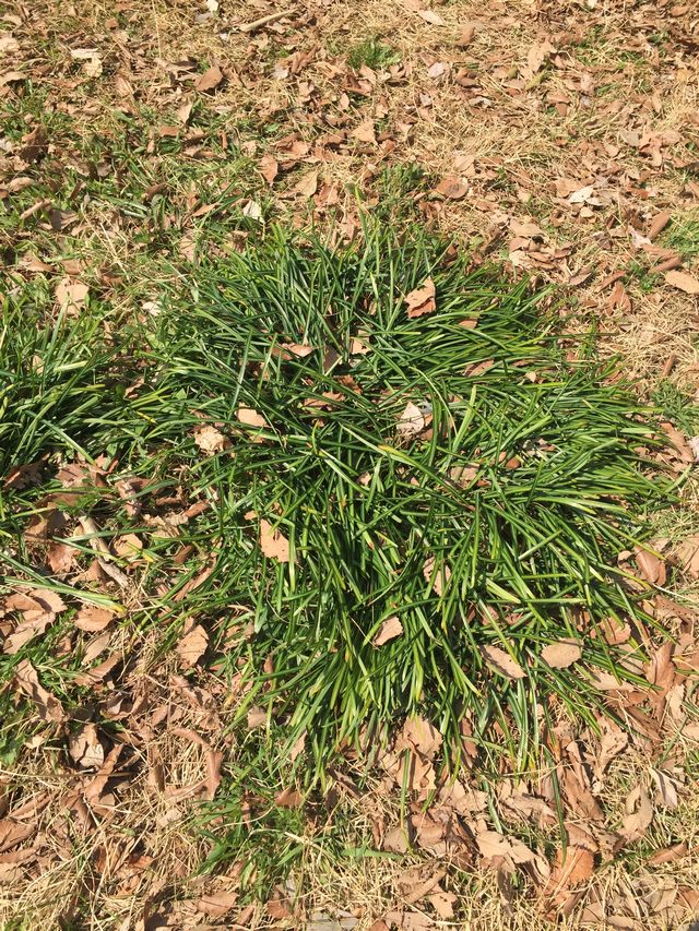 グランドカバー