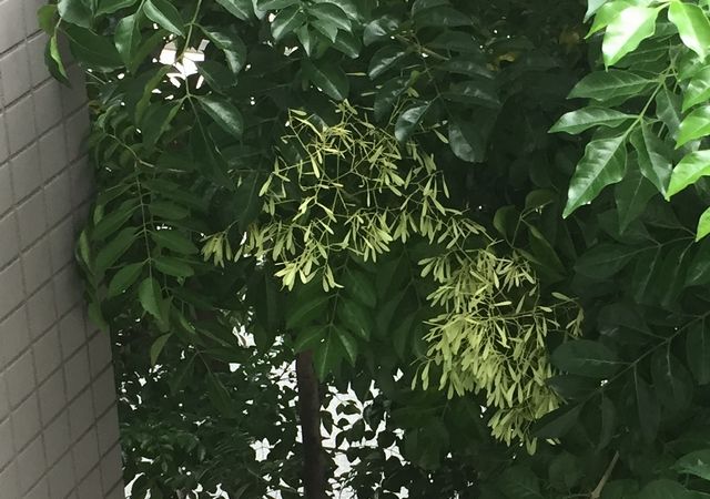 シマトネリコの種