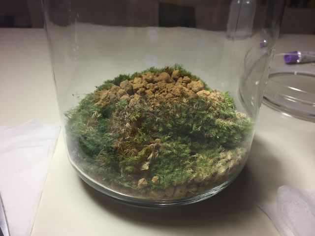 テラリウム苔の貼り付け