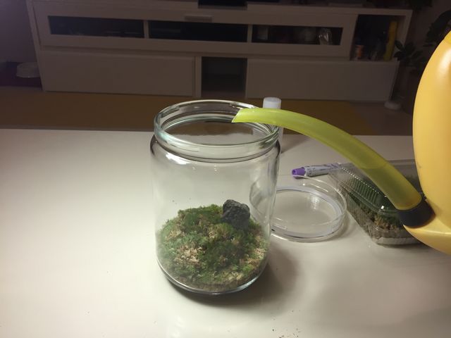 テラリウムに水