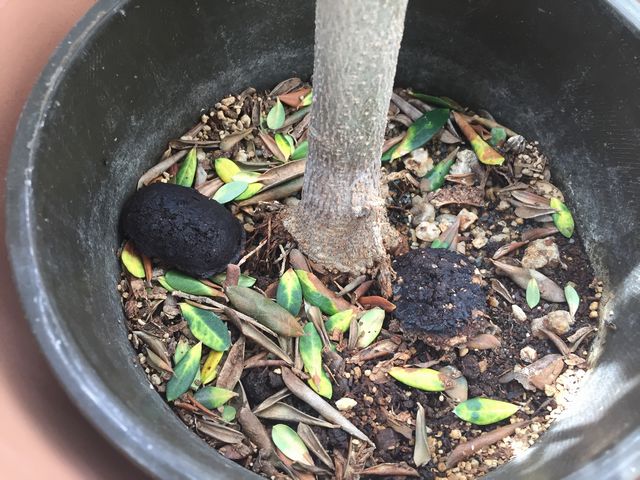 オリーブの追肥