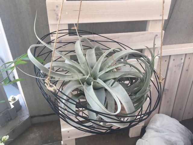 キセログラフィカ