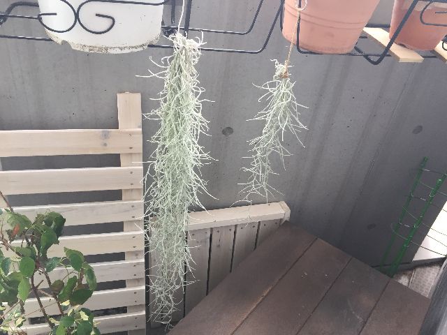 ウスネオイデス