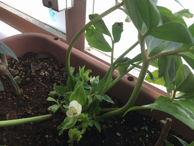 クリスマスローズの葉茎切り