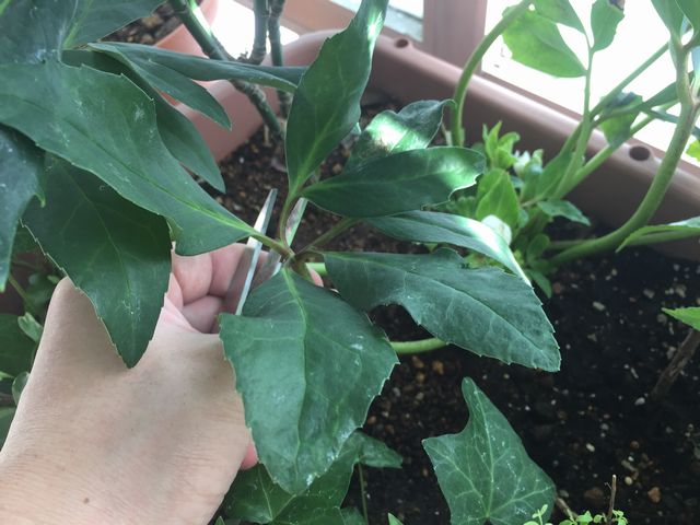 クリスマスローズの葉