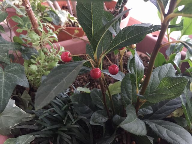 ヤブコウジの実