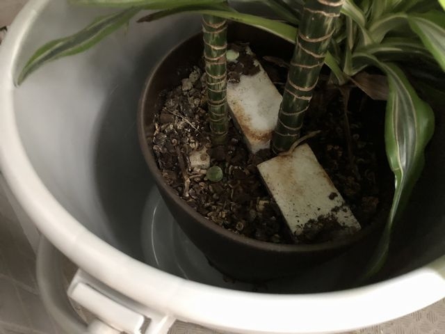 上から見た様子