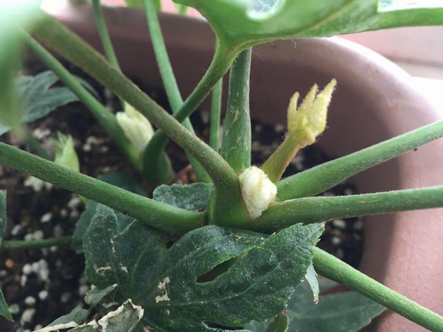 斑入りヤツデ紬絞り