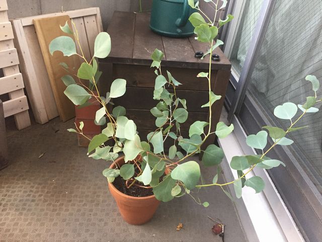 ユーカリポポラス