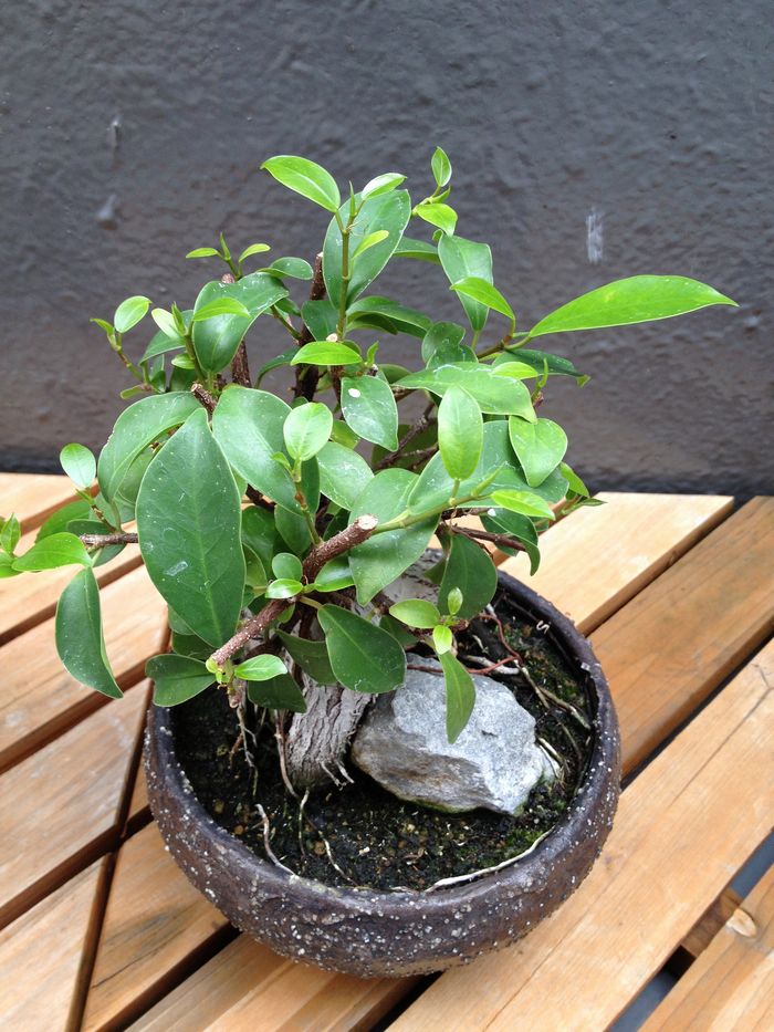 ガジュマル盆栽の若葉