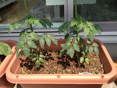 ミニトマトの栽培にベランダのプランターで挑戦してみた 観葉植物ブログ緑組 植物の育て方