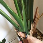 オーガスタ剪定