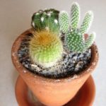 ミニサボテン