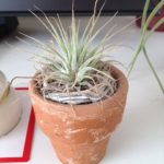 ティランジア・イオナンタ