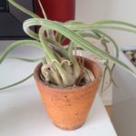 カプットメドゥーサ