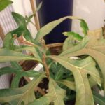 ステノカーパス