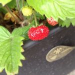 四季なりイチゴ