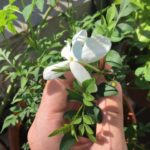ジャスミン・ホワイトプリンセスの花