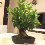 ガジュマル盆栽