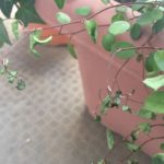 ワイヤープランツ枯れる