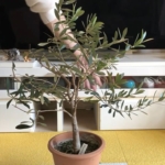 オリーブ剪定