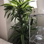 ワーネッキーレモンライム