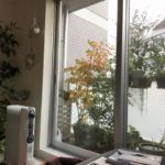 ジューンベリー紅葉