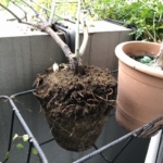 モッコウバラ植え替え