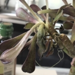 枯れたアエオニウム黒法師