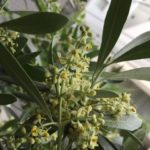 チプレッシーノの花