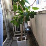 フィカスアルテーシマ