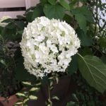 紫陽花 アナベル