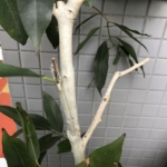 枯れたアマゾンオリーブの枝