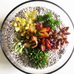 多肉植物のテラリウム