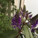 ベロニカ グレース