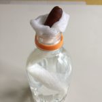 ペットボトルでどんぐり栽培